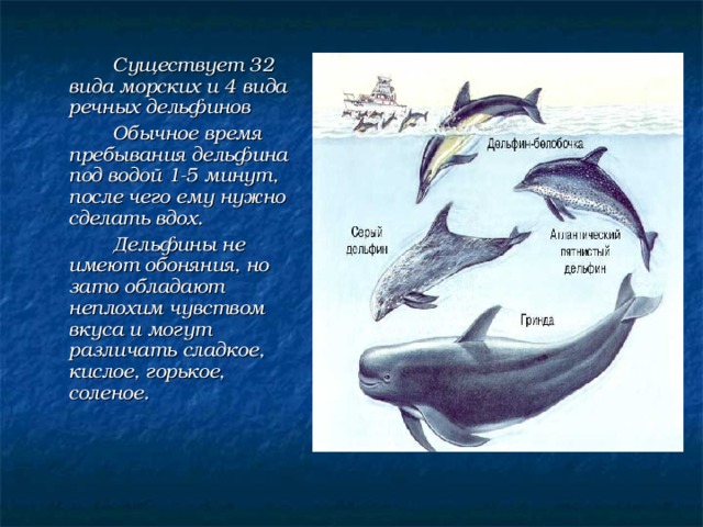   Существует 32 вида морских и 4 вида речных дельфинов   Обычное время пребывания дельфина под водой 1-5 минут, после чего ему нужно сделать вдох.   Дельфины не имеют обоняния, но зато обладают неплохим чувством вкуса и могут различать сладкое, кислое, горькое, соленое. 