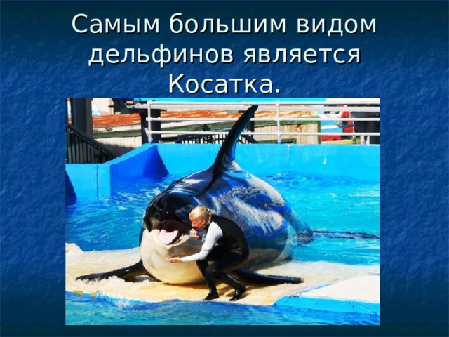 Самым большим видом дельфинов является Косатка. 