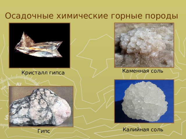 Осадочные химические горные породы Каменная соль Кристалл гипса Калийная соль Гипс 