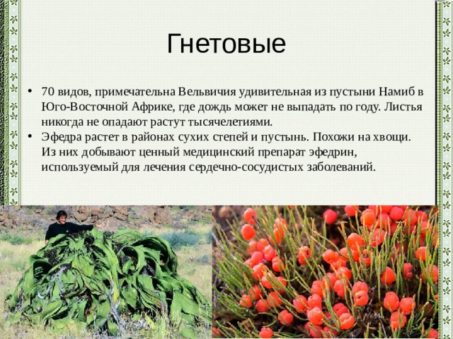 Гнетовые 70 видов, примечательна Вельвичия удивительная из пустыни Намиб в Юго-Восточной Африке, где дождь может не выпадать по году. Листья никогда не опадают растут тысячелетиями. Эфедра растет в районах сухих степей и пустынь. Похожи на хвощи. Из них добывают ценный медицинский препарат эфедрин, используемый для лечения сердечно-сосудистых заболеваний. 