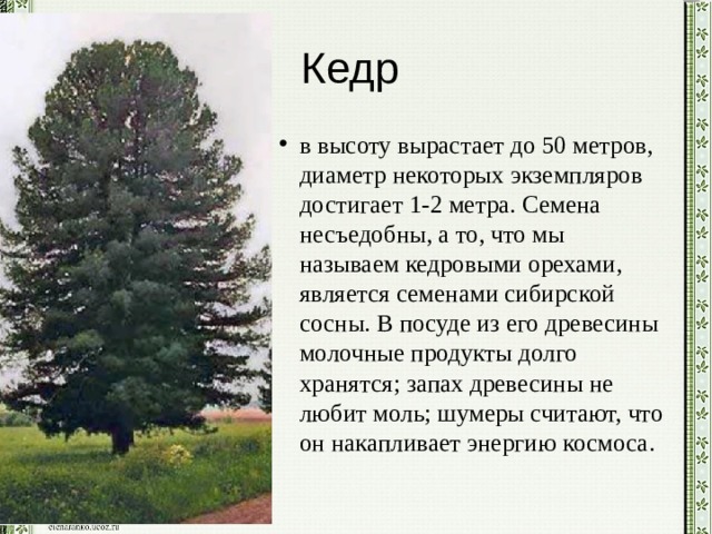 Примерная высота сосны. Сосна Сибирская кедр 2 года высота. Кедр Сибирский 10 лет высота. Диаметр кроны кедра Сибирского.