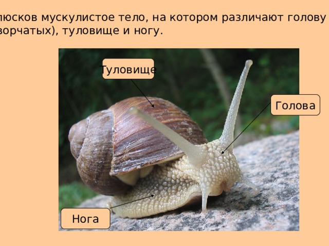 У моллюсков мускулистое тело, на котором различают голову (нет у двустворчатых), туловище и ногу. Туловище Голова Нога 