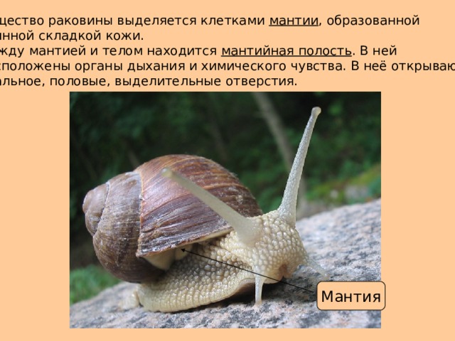 Вещество раковины выделяется клетками мантии , образованной спинной складкой кожи. Между мантией и телом находится мантийная полость . В ней расположены органы дыхания и химического чувства. В неё открываются анальное, половые, выделительные отверстия. Мантия 