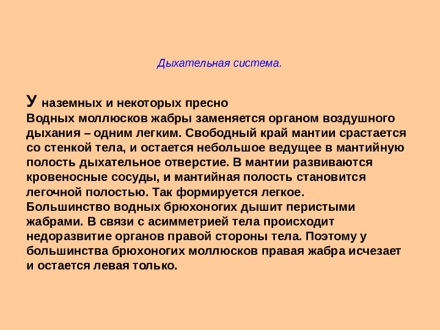 Дыхательная система. У наземных и некоторых пресно Водных моллюсков жабры заменяется органом воздушного дыхания – одним легким. Свободный край мантии срастается со стенкой тела, и остается небольшое ведущее в мантийную полость дыхательное отверстие. В мантии развиваются кровеносные сосуды, и мантийная полость становится легочной полостью. Так формируется легкое. Большинство водных брюхоногих дышит перистыми жабрами. В связи с асимметрией тела происходит недоразвитие органов правой стороны тела. Поэтому у большинства брюхоногих моллюсков правая жабра исчезает и остается левая только.  