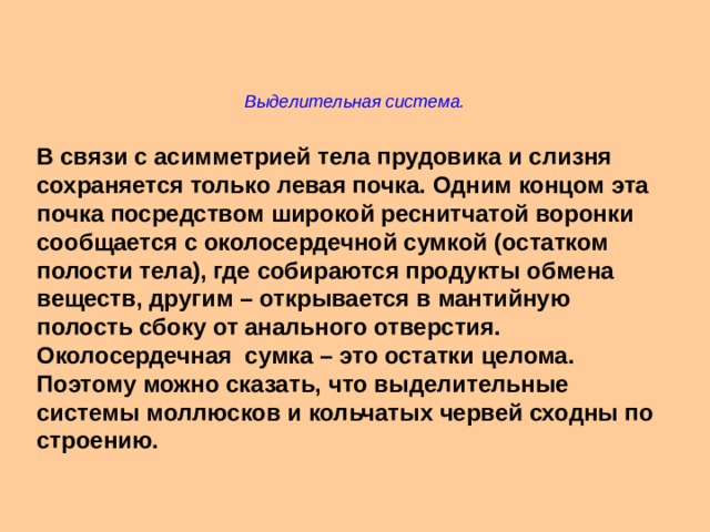 Выделительная система. В связи с асимметрией тела прудовика и слизня сохраняется только левая почка. Одним концом эта почка посредством широкой реснитчатой воронки сообщается с околосердечной сумкой (остатком полости тела), где собираются продукты обмена веществ, другим – открывается в мантийную полость сбоку от анального отверстия. Околосердечная сумка – это остатки целома. Поэтому можно сказать, что выделительные системы моллюсков и кольчатых червей сходны по строению. 