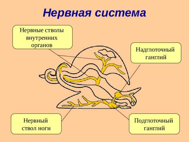 Нервные узлы и нервные стволы. Моллюски нервная система ганглии. Брюхоногие моллюски нервная система. Надглоточный нервный узел. Нервная система брюхоногих моллюсков.
