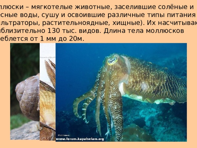 Моллюски – мягкотелые животные, заселившие солёные и пресные воды, сушу и освоившие различные типы питания (фильтраторы, растительноядные, хищные). Их насчитывают приблизительно 130 тыс. видов. Длина тела моллюсков колеблется от 1 мм до 20м. 