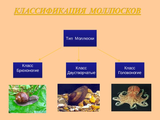 Тип моллюски класс двустворчатые