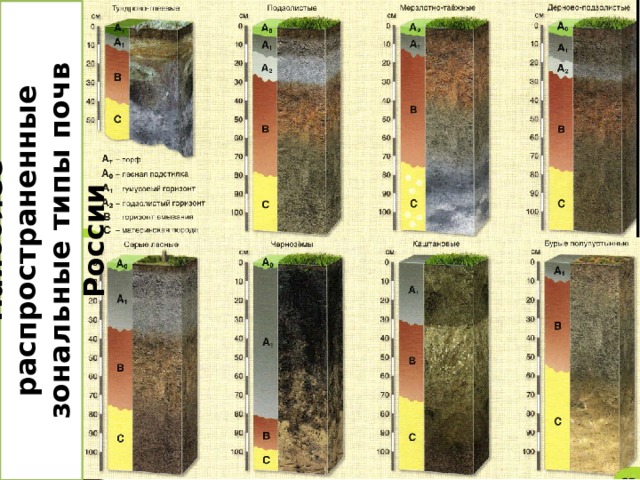 Наиболее распространенные зональные типы почв России  В горных условиях в зависимости от высотной поясности формируются почвы, похожие на почвы равнин, но отличающиеся меньшей мощностью, неразвитым почвенным профилем. По механическому составу это - щебнистые, валунные или галечниковые почвы.  