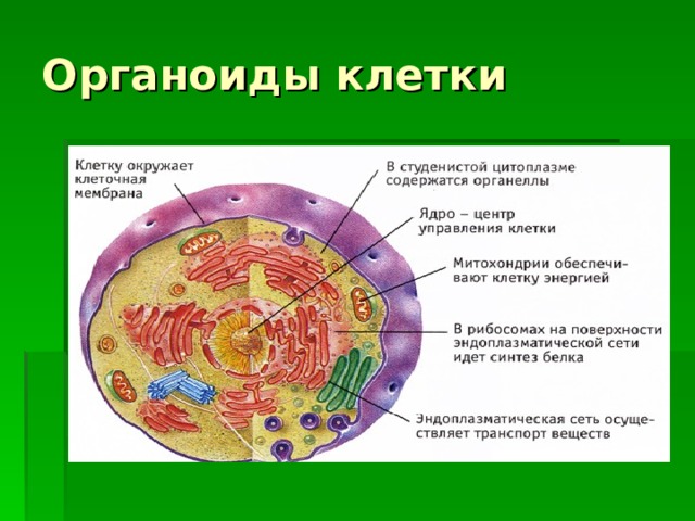 Органоиды клетки 