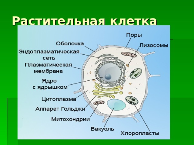 Растительная клетка 