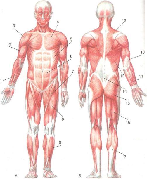 Лабораторная работа по биологии за 8 класс мышцы человеческого тела