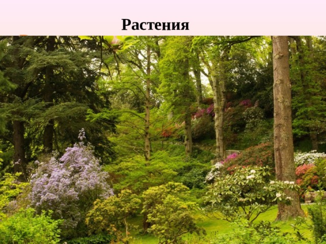 Растения Растения