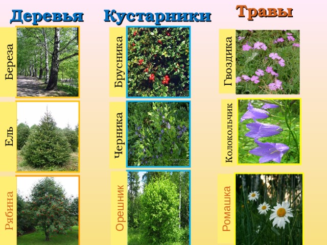 Травы Кустарники Деревья Береза Ель Рябина Брусника Черника Орешник Колокольчик Ромашка Гвоздика