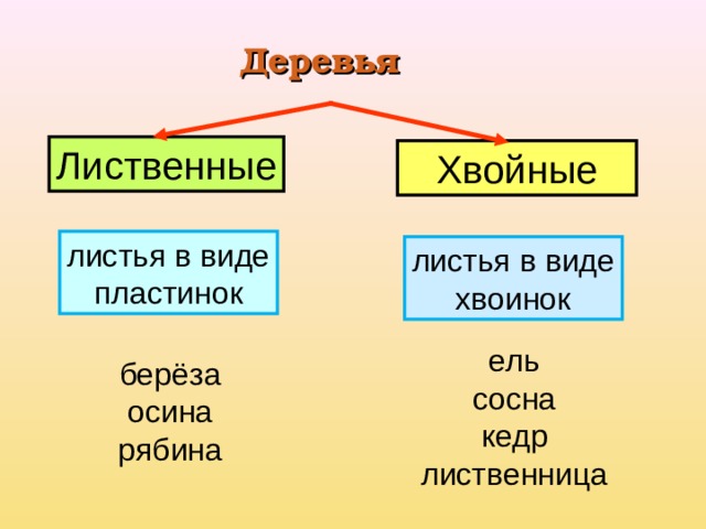 Деревья Лиственные Хвойные листья в виде пластинок листья в виде хвоинок ель сосна кедр лиственница берёза осина рябина