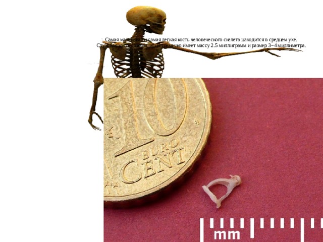 Самая маленькая и самая легкая кость человеческого скелета находится в среднем ухе. Слуховая кость стремя, или стремечко имеет массу 2.5 миллиграмм и размер 3−4 миллиметра.    