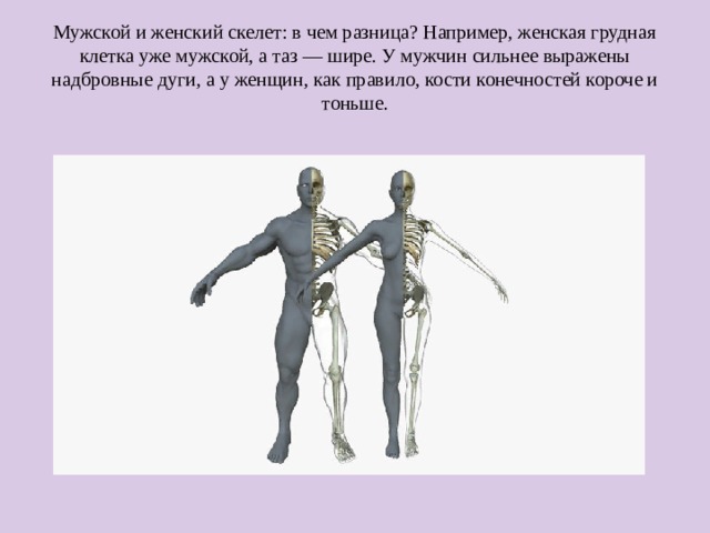 Мужской и женский скелет: в чем разница? Например, женская грудная клетка уже мужской, а таз — шире. У мужчин сильнее выражены надбровные дуги, а у женщин, как правило, кости конечностей короче и тоньше. 