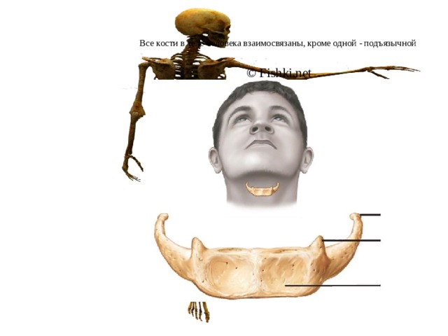 Все кости в теле человека взаимосвязаны, кроме одной - подъязычной   © Fishki.net 