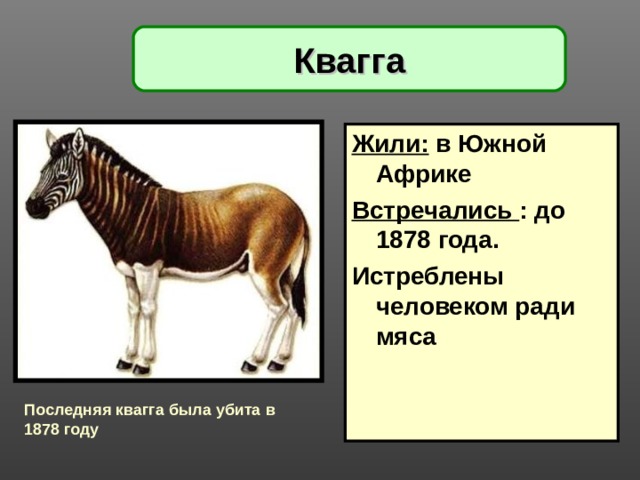 Квагга Жили: в Южной Африке Встречались : до 1878 года. Истреблены человеком ради мяса   Последняя квагга была убита в 1878 году 