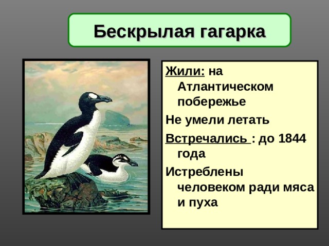 Бескрылая гагарка Жили: на Атлантическом побережье Не умели летать Встречались : до 1844 года Истреблены человеком ради мяса и пуха   