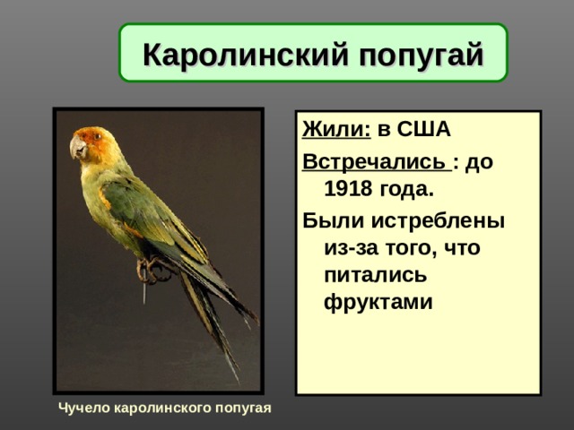 Каролинский попугай Жили: в США Встречались : до 1918 года. Были истреблены из-за того, что питались фруктами   Чучело каролинского попугая 