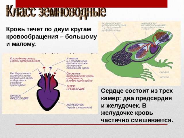 Кровь течет по двум кругам кровообращения – большому и малому. Сердце состоит из трех камер: два предсердия и желудочек. В желудочке кровь частично смешивается. 