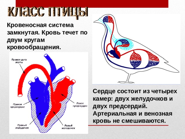 Кровеносная система замкнутая. Кровь течет по двум кругам кровообращения. Сердце состоит из четырех камер: двух желудочков и двух предсердий. Артериальная и венозная кровь не смешиваются. 