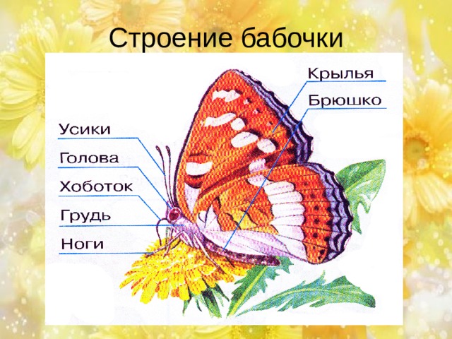 Строение бабочки 
