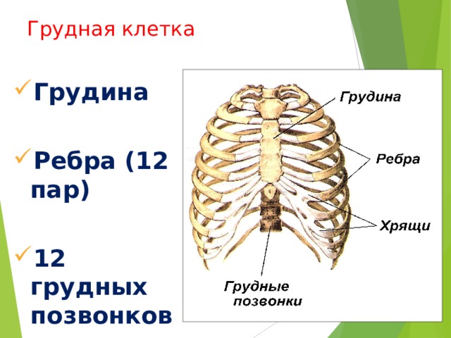 Грудная клетка Грудина  Ребра (12 пар)  12 грудных позвонков 