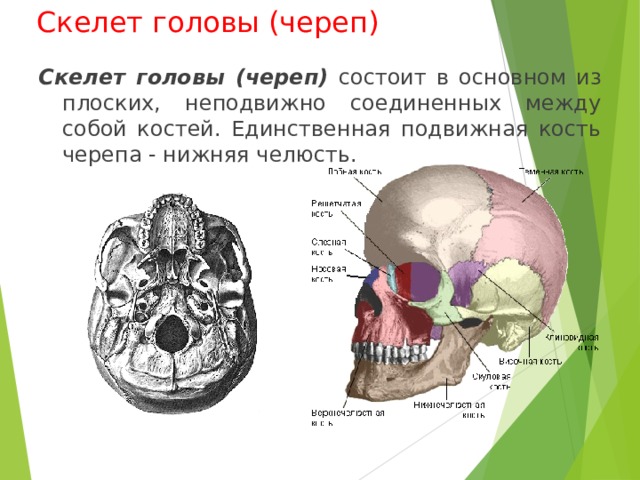 Скелет головы (череп) Скелет головы (череп) состоит в основном из плоских, неподвижно соединенных между собой костей. Единственная подвижная кость черепа - нижняя челюсть. 