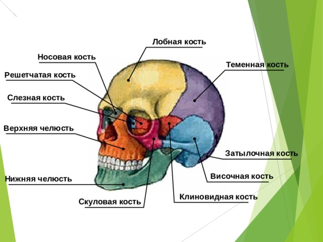 Соединение лобной и теменной кости