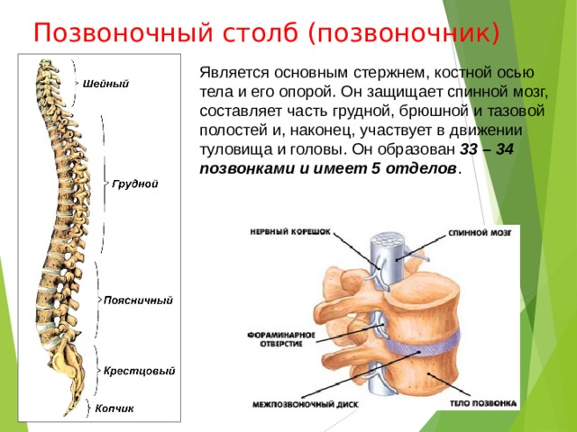 Позвоночный столб (позвоночник) Является основным стержнем, костной осью тела и его опорой. Он защищает спинной мозг, составляет часть грудной, брюшной и тазовой полостей и, наконец, участвует в движении туловища и головы. Он образован 33 – 34 позвонками и имеет 5 отделов . 
