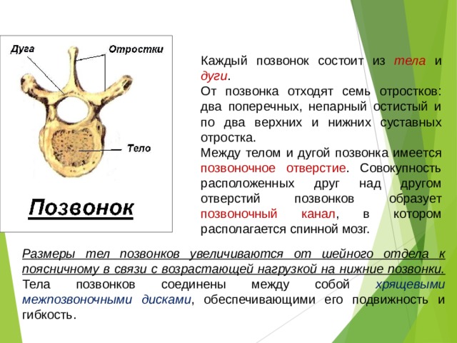 Каждый позвоночник состоит из тела и дуги