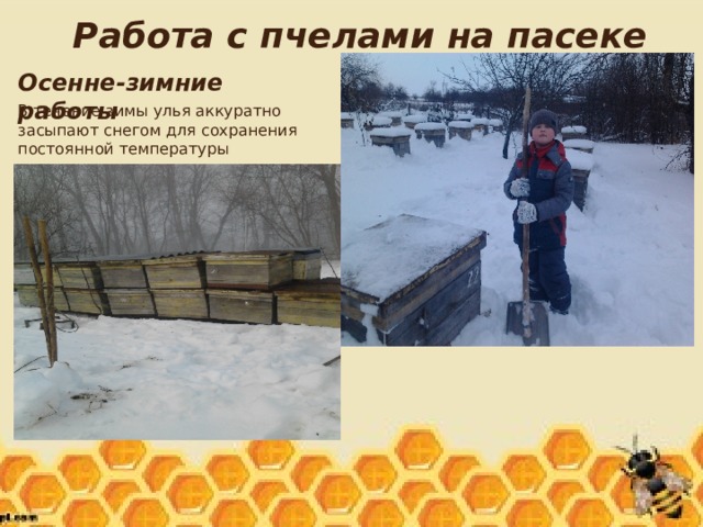 Работа с пчелами на пасеке Осенне-зимние работы В течение зимы улья аккуратно засыпают снегом для сохранения постоянной температуры 