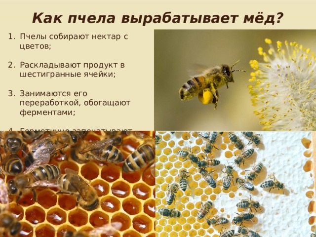 Пчелы получают мед. Как пчелы вырабатывают мед. Процесс образования мёда в пчеле. Как вырабатывается мед у пчел. Где пчелы делают мед.