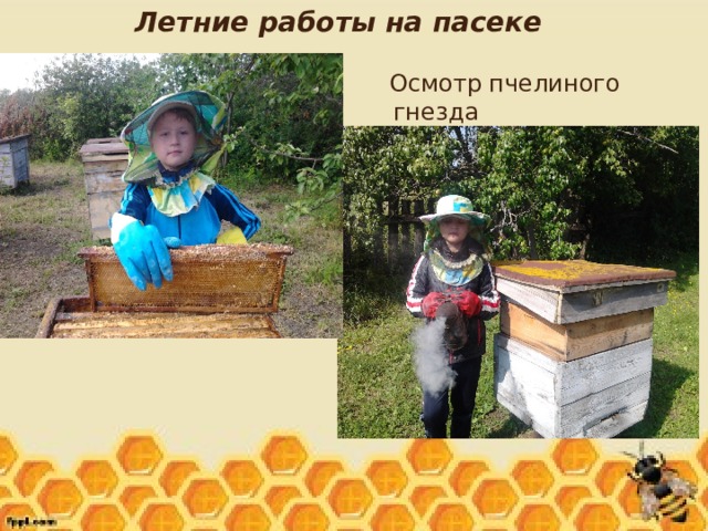 Летние работы на пасеке  Осмотр пчелиного гнезда 