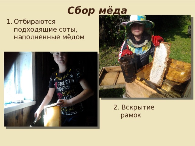 Сбор мёда Отбираются подходящие соты, наполненные мёдом 2. Вскрытие рамок 