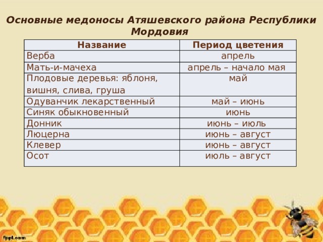 Основные медоносы Атяшевского района Республики Мордовия Название Период цветения Верба апрель Мать-и-мачеха апрель – начало мая Плодовые деревья: яблоня, вишня, слива, груша май Одуванчик лекарственный май – июнь Синяк обыкновенный июнь Донник июнь – июль Люцерна июнь – август Клевер июнь – август Осот июль – август 