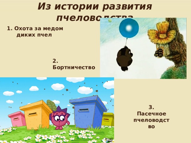 Из истории развития пчеловодства   1. Охота за медом диких пчел 2. Бортничество 3. Пасечное пчеловодство 