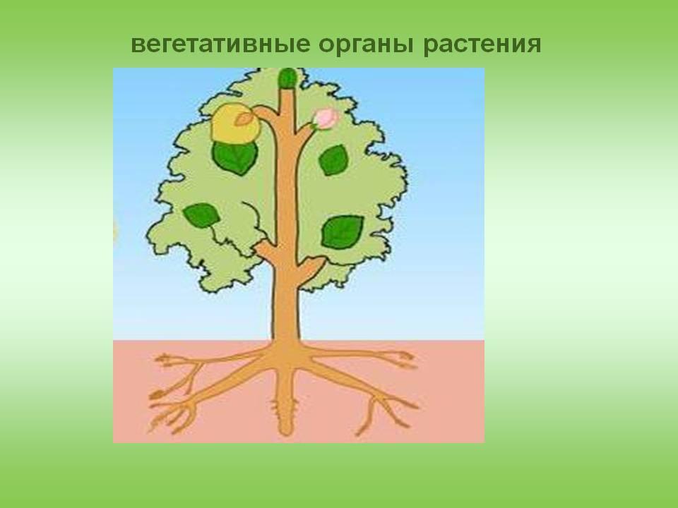 Тест 6 класс биология транспорт веществ. Транспорт веществ у растений. Транспорт веществ у растений презентация. Дуб органы растения. Транспорт веществ 6 класс биология.