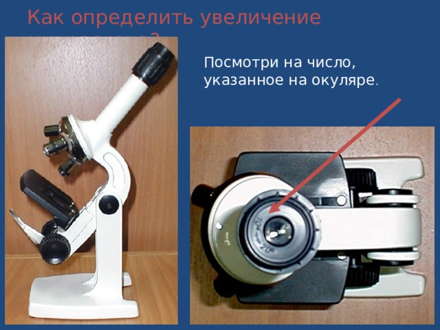 Как определить увеличение микроскопа? Посмотри на число, указанное на окуляре . 