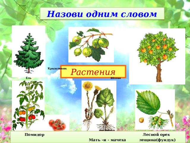 Слово растительность. Назови одним словом растения. Игра назови одним словом цветы. Одним словом растения. Назови одним словом презентация для дошкольников деревья.