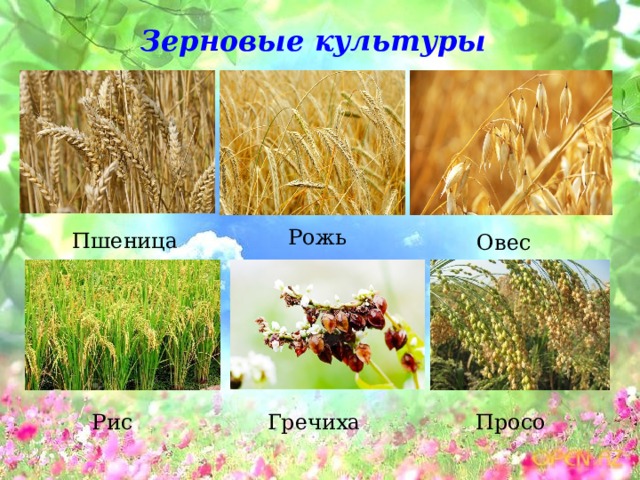 Зерновые культуры Пшеница  Рожь Овес  Рис  Гречиха  Просо  