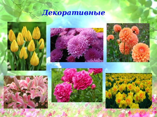 Декоративные 