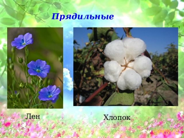 Прядильные Лен Хлопок  
