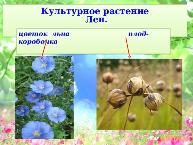 Культурное растение  Лен.    цветок льна плод-коробочка  