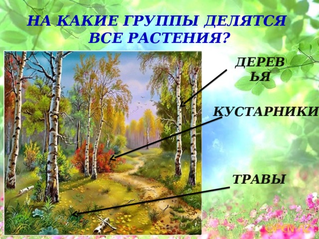 На какие группы делятся все растения? Деревья Кустарники Травы 