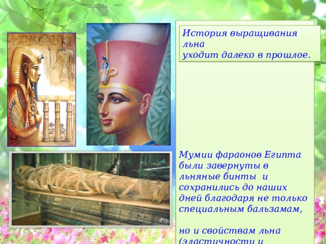 Мумии фараонов Египта были завернуты в льняные бинты и сохранились до наших дней благодаря не только специальным бальзамам, но и свойствам льна (эластичности и прочности). История выращивания льна уходит далеко в прошлое. 
