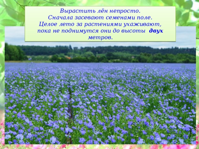 Вырастить лён непросто. Сначала засевают семенами поле. Целое лето за растениями ухаживают, пока не поднимутся они до высоты двух метров. 