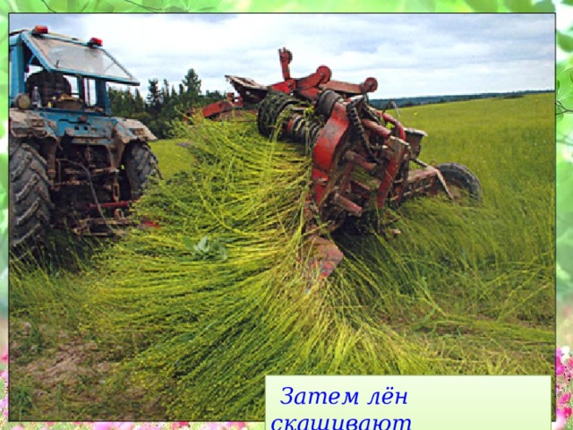  Затем  лён скашивают 